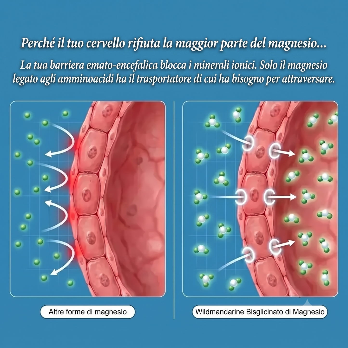 Magnesio Bisglicinato in Gommose Wildmandarine